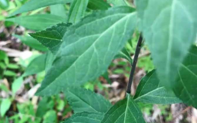 酵素浇花有什么好处和坏处 什么花适宜用酵素浇 酵素能浇花喷花吗