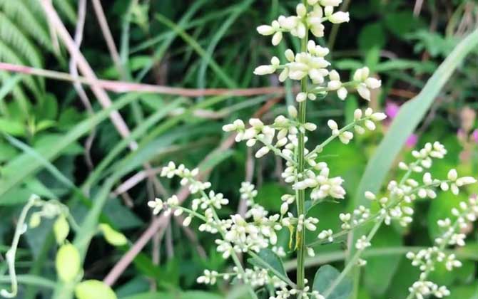 种菜土里长很多虫子怎么办（家里菜园有虫子怎么处理） 种菜土里有小白虫