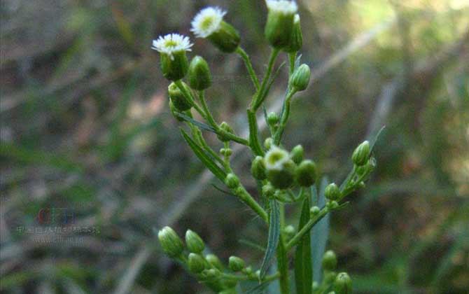 夏芝麻种植时间和方法 夏芝麻什么时候收割