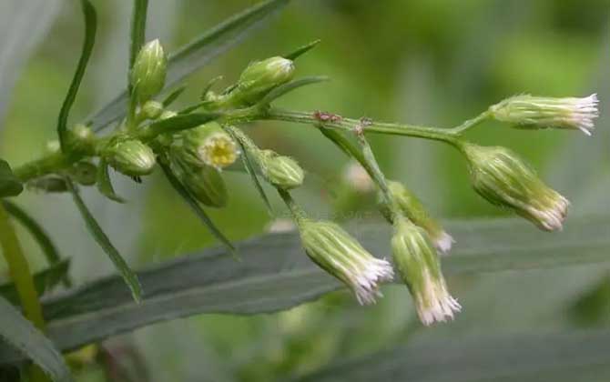 郁金香是否有毒呢/郁金香花