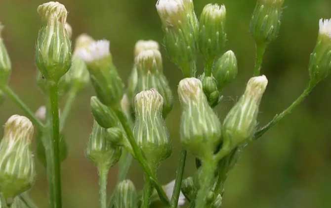 白醋兑水可以浇长寿花吗 白醋兑水可以浇花吗