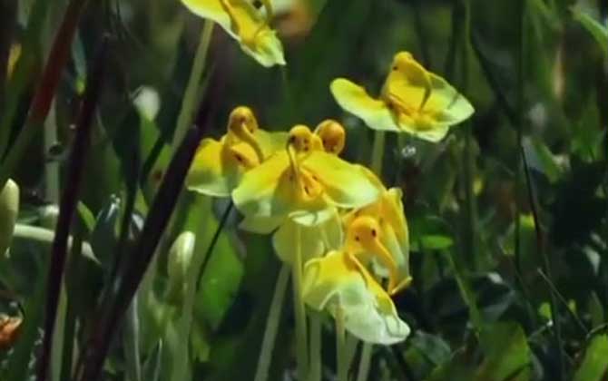 茶花孕蕾期如何养护使劲长花苞 茶花孕蕾到开多长时间