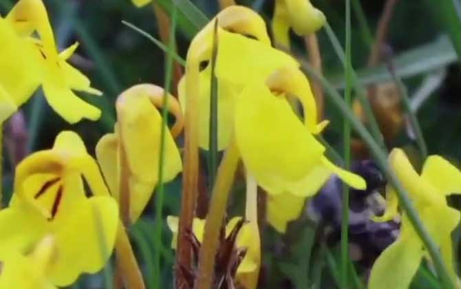 石菖蒲怎么种植/石菖蒲怎么种植在鱼池