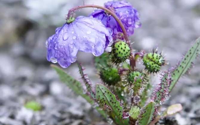 种植碧根果需要哪些条件 碧根果树苗价格是多少