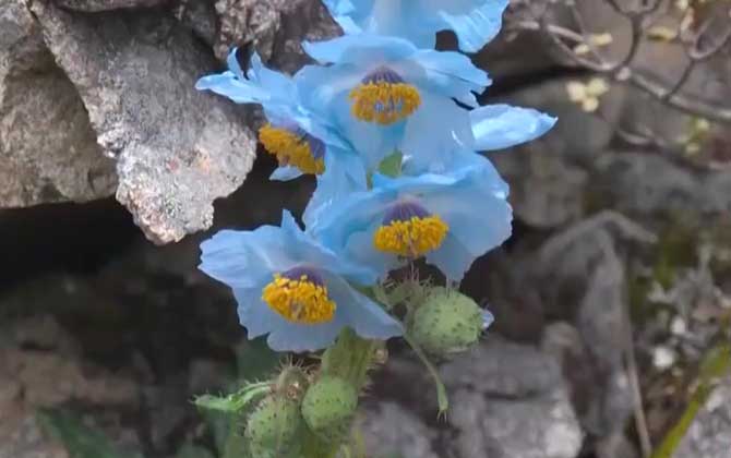 迎春花冬天开吗/迎春花冬天会开吗