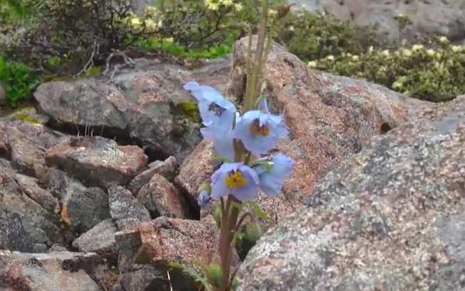 朱雀花的养殖方法是什么呢注意事项呢/朱雀花怎么种植