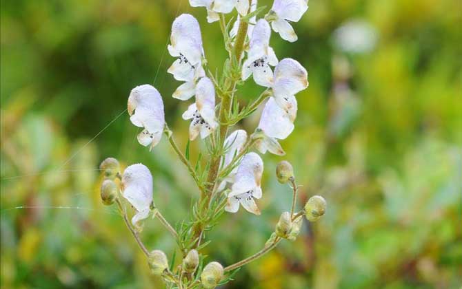 瑞香花是否可以在室内进行养殖呢/瑞香花是否可以插枝