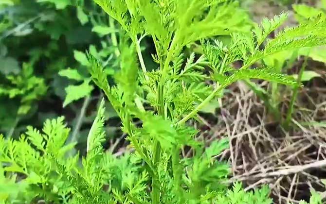 生菜的品种的选择 附生菜的育苗技术