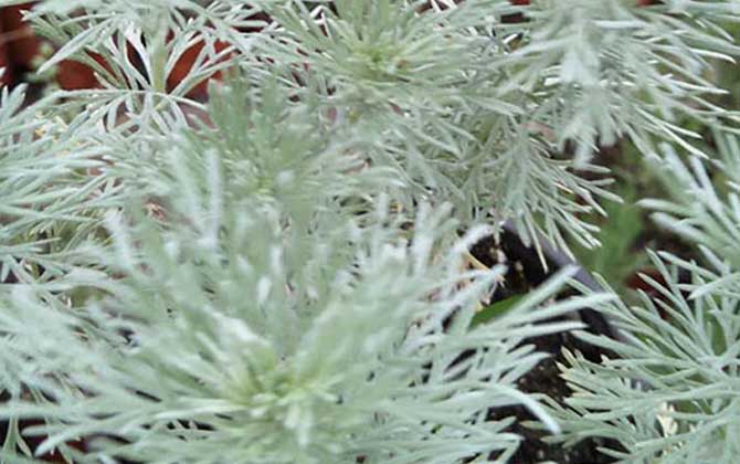 烧仙草是什么植物 适宜温度是多少/烧仙草是什么植物图片