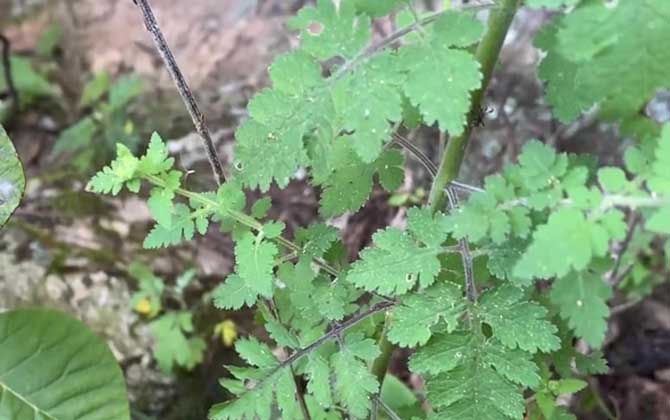 软枣猕猴桃种植条件 生长环境要求 软枣猕猴桃种植条件与气候