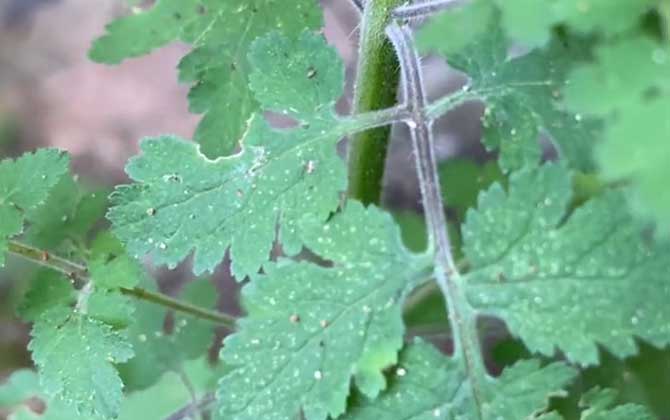 云香花是什么植物 繁殖方法及花语介绍/云香花多少钱一盆