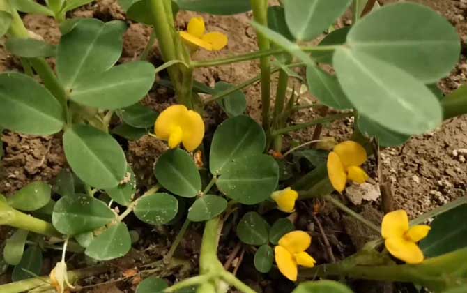 紫色风信子的花语和寓意大全 开花的含义 紫色风信子花图片