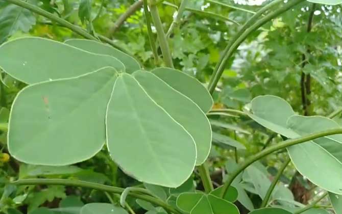 茉莉花的花语是什么意思 象征与寓意全解 茉莉花的花语是什么呀