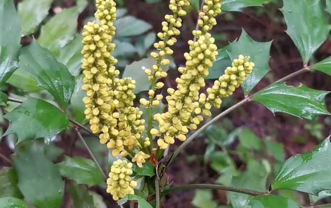 豆芽可以冷冻保存吗 豆芽冷冻保存多久