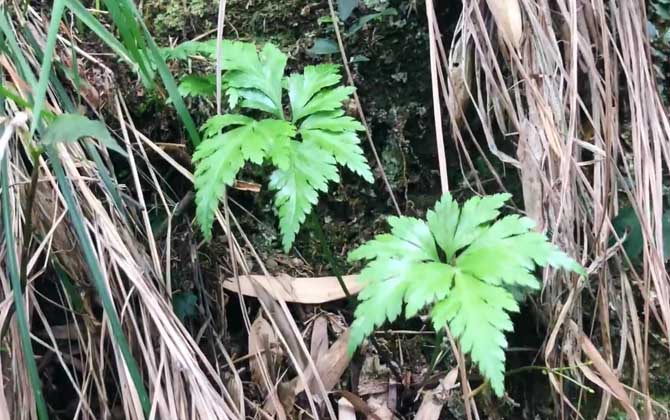 荔浦芋头怎么留种子 育种方法 荔浦芋头怎么留种子