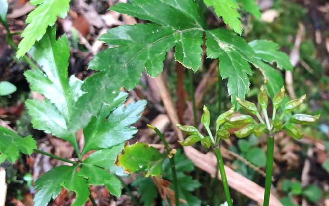 黄连种植技术及病害防治/黄连怎样种植和管理