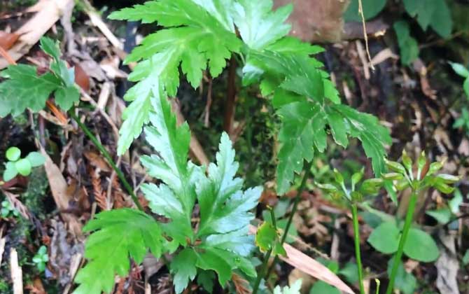 马齿苋的养殖方法/马齿苋的种植技术