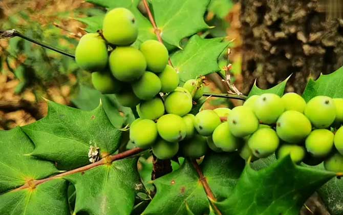 油茶树管理方法 不同的季节和温度来调整肥料