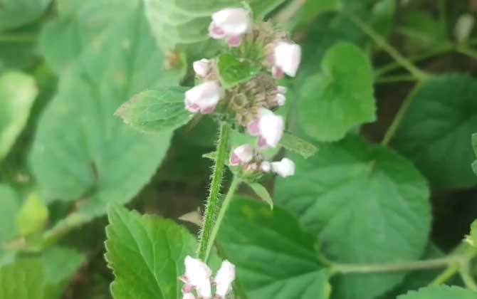 黑法师会开花吗/黑法师开花吗图片欣赏