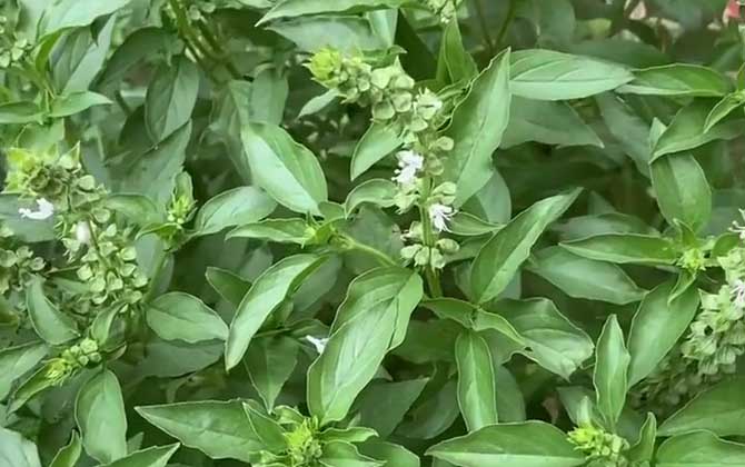 芦柑籽的种植方法 这几点要做好