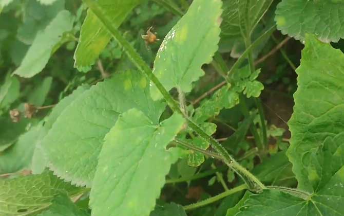 豆茶决明的播种方法/豆茶决明是决明子吗