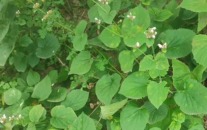 发财树是否开花呢什么时间开花呢/发财树是否开花怎么判断