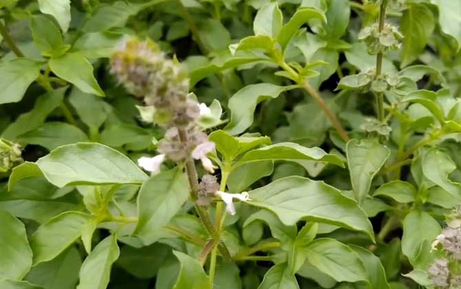 荆芥种子怎么种植？/荆芥种子怎么种泡水多长时间