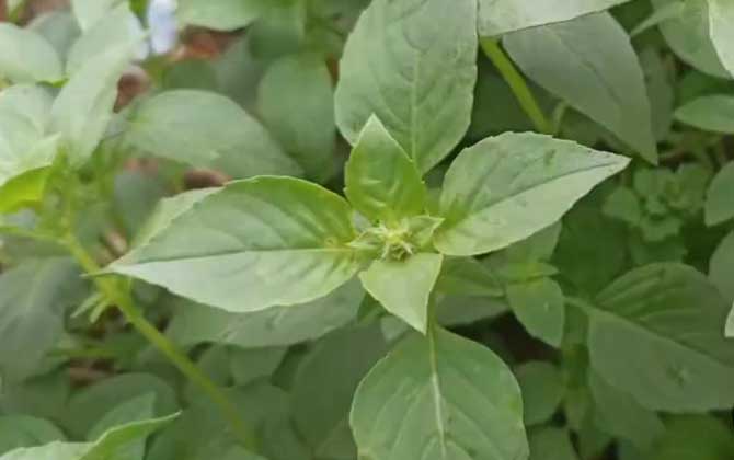 长寿花根杆发黑怎么办