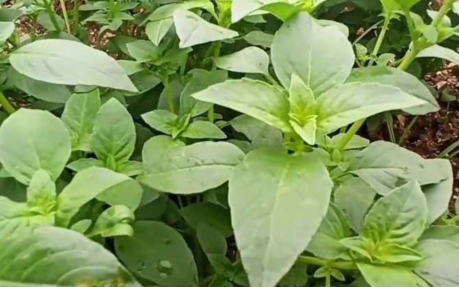 重庆沱茶属于什么茶类型 重庆沱茶属于什么茶多少钱一斤