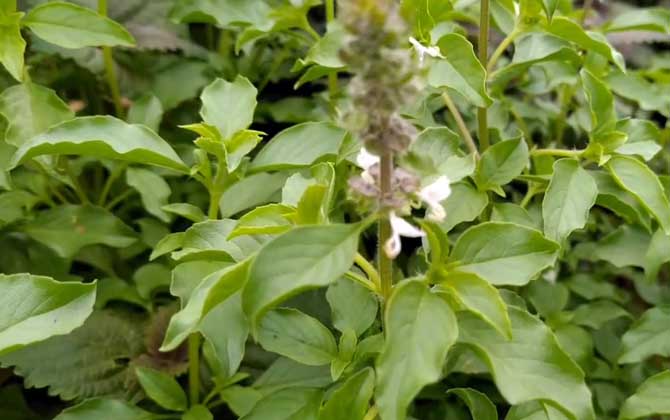 芭蕉树几年结果实 芭蕉树多久结一次果