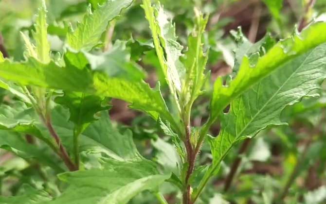 土荆芥是什么植物？/中药土荆芥别名