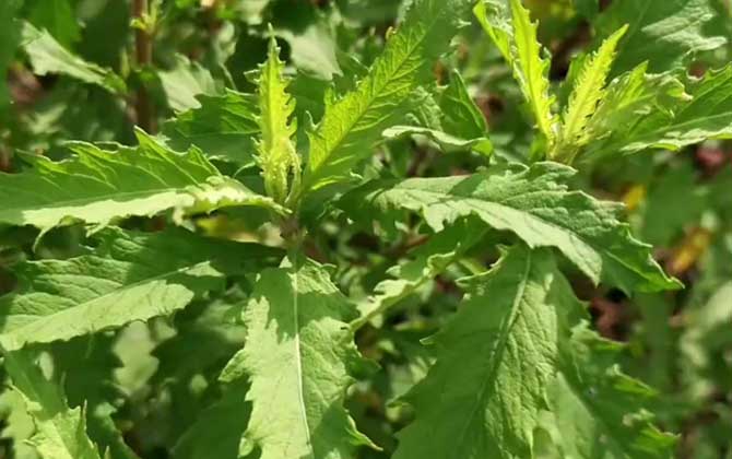 给多肉配制花盆需要注意些什么 做多肉花盆