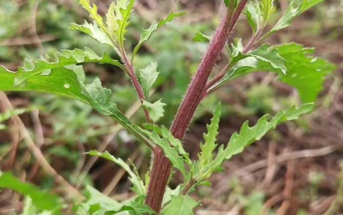 红帝玉的养殖方法：季节的变化需要不同的护养方法/红帝玉开花