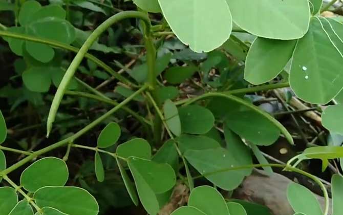 水葱是挺水植物吗/水葱是沉水植物吗