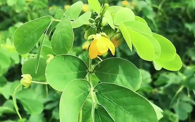 怎么用红豆衫种植水培盆栽需要注意什么/红豆衫栽培技术