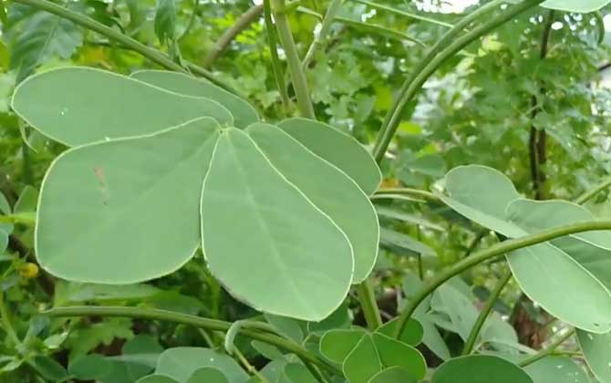 多肉植物怎么养/银手指多肉植物怎么养