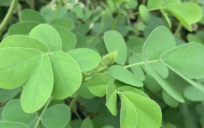 决明种植技术及病害防治/决明子的种植技术及经济效益