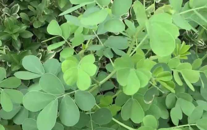 多肉植物夏天如何养护/多肉植物夏天如何浇水