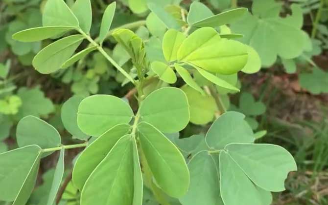 苹果树苗几年挂果/苹果树苗几年挂果最好