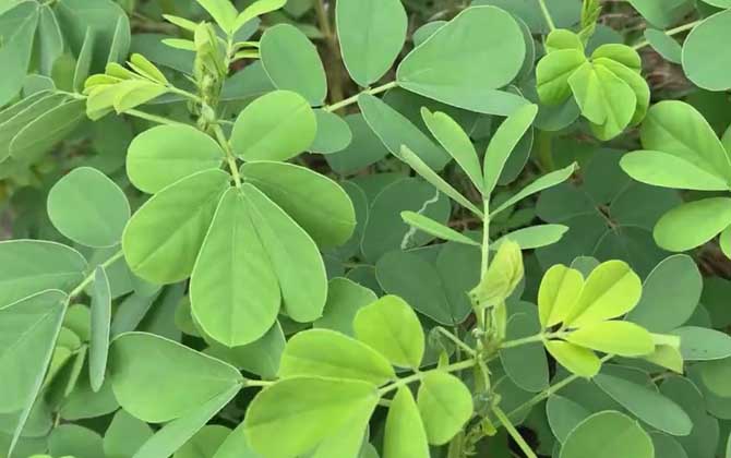 长春花和凤仙花的区别/长春花和凤仙花哪个香