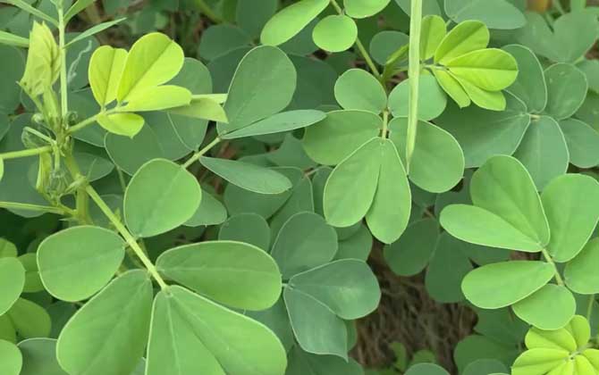 多肉植物姬胧月冬天怎么养/多肉植物姬胧月老桩图片