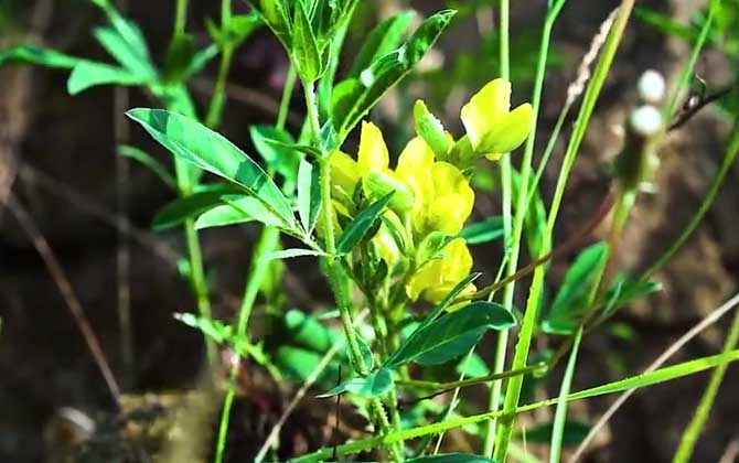 阿司匹林可以种花吗