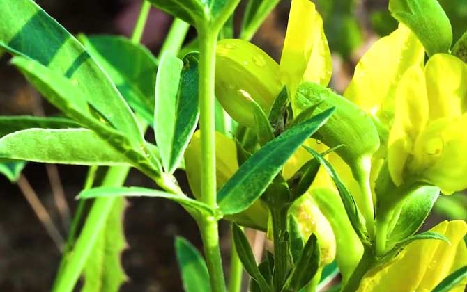 赤小豆种植时间和方法 赤小豆种植时间和温度