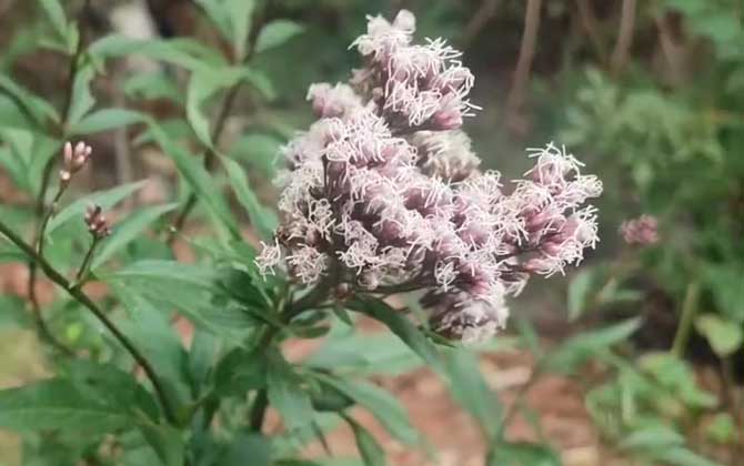 北方适合种植什么药材效益前景好好管理药材项目 北方适合种植什么草