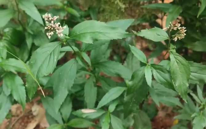 荔枝北方可以种吗 荔枝北方种植技术