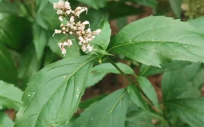 荻花和芦苇花的区别图片和芦苇花相似的花叫什么 荻花和芦苇花的颜色区别