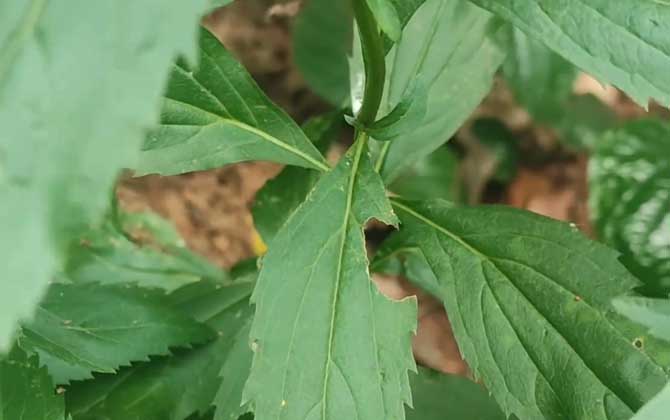 黄花梨怎么种植 附黄花梨的生长习性