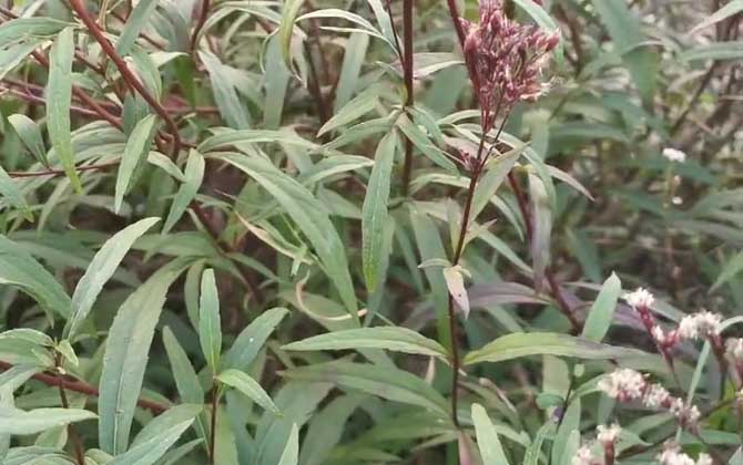 鸡蛋花的功效与作用：鸡蛋花茶亲听过吗/鸡蛋花的功效与作用及禁忌