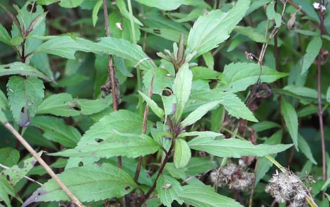 山核桃种子怎么种植 山核桃种植技术