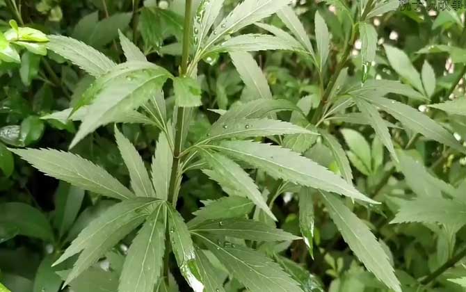 菜心的种植时间与方法 施肥的注意事项